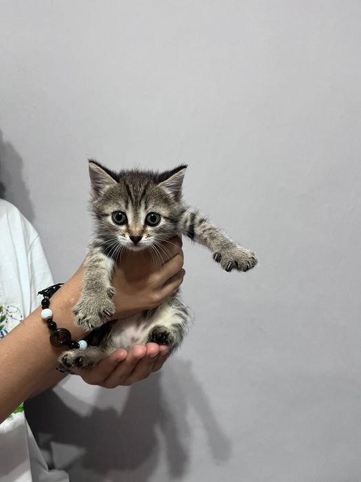 Отдам котят даром