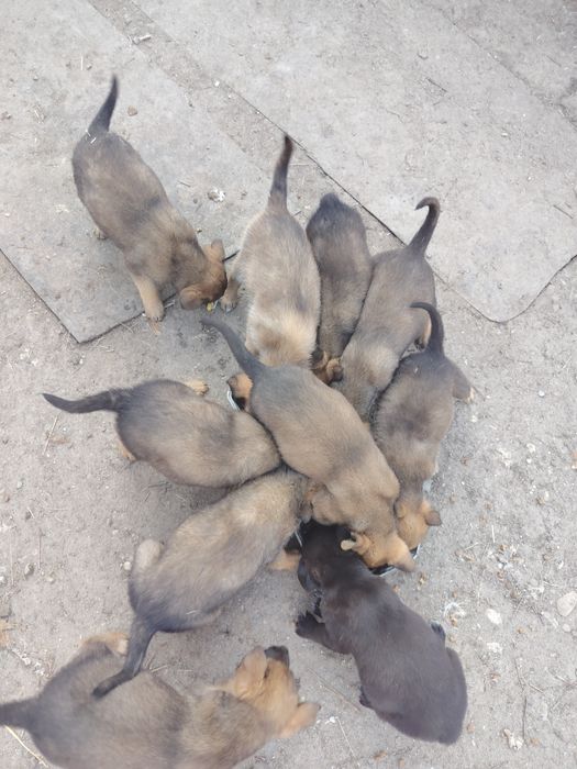 Vând/schimb genți cu anvelope M/S!