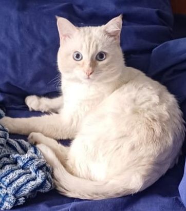 Вязка кот ищет кошку