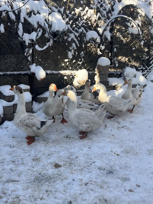 Гуси.          .