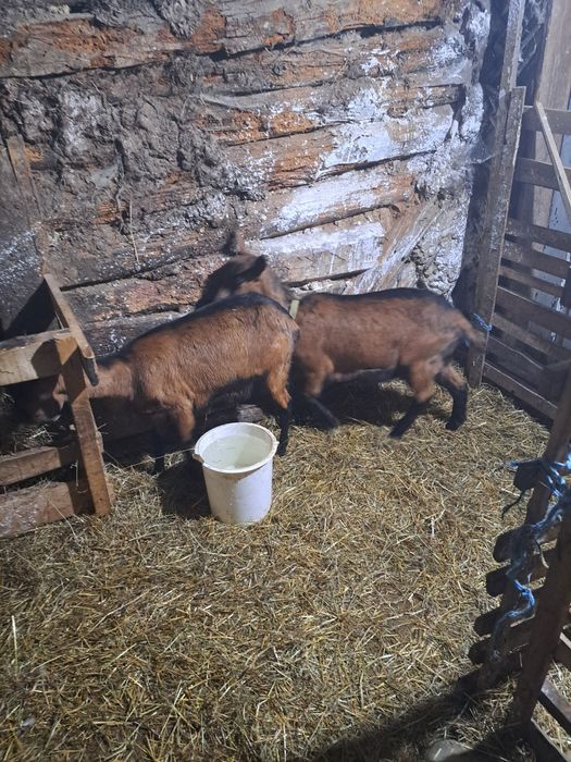 Vând capră alpina franceza