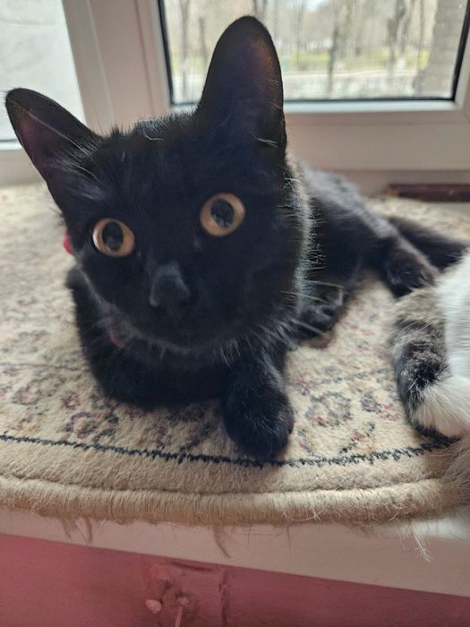 Молодые кошечки в поиске дома