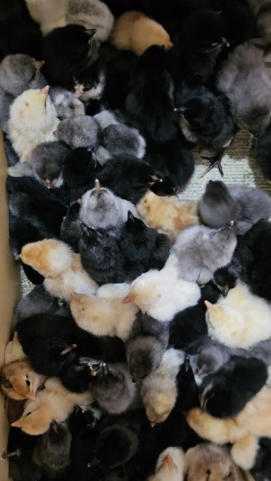 Продаются суточные цыплята