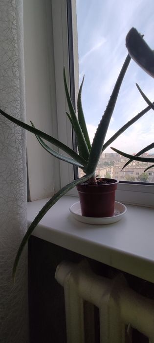 Цветок Алое Вера