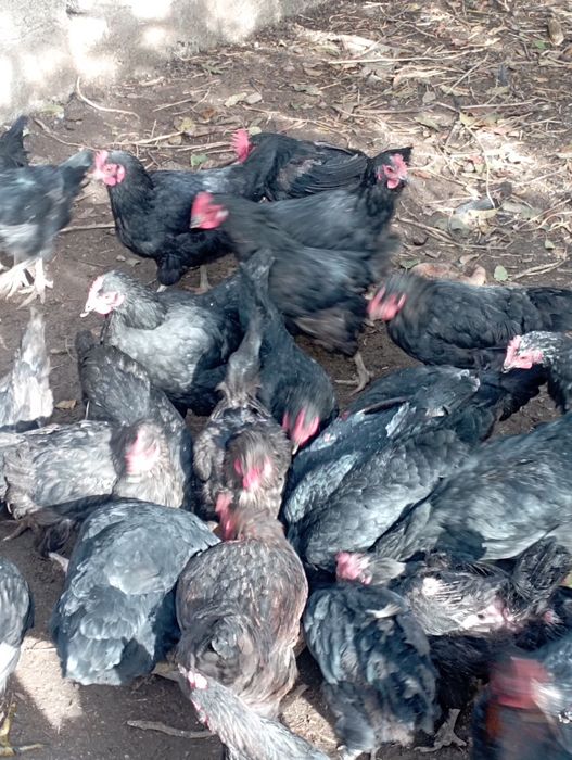 Курицы несушки продаются 40 шт  молодые  годовалые  *>*курицы  несушки