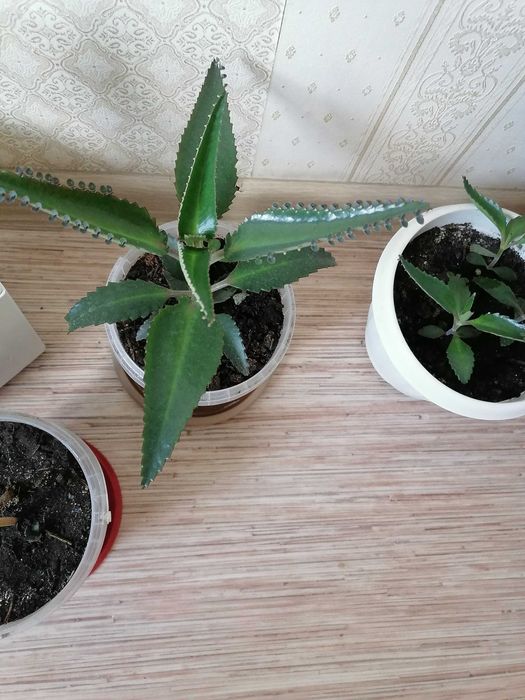 Каланхоэ лечебный