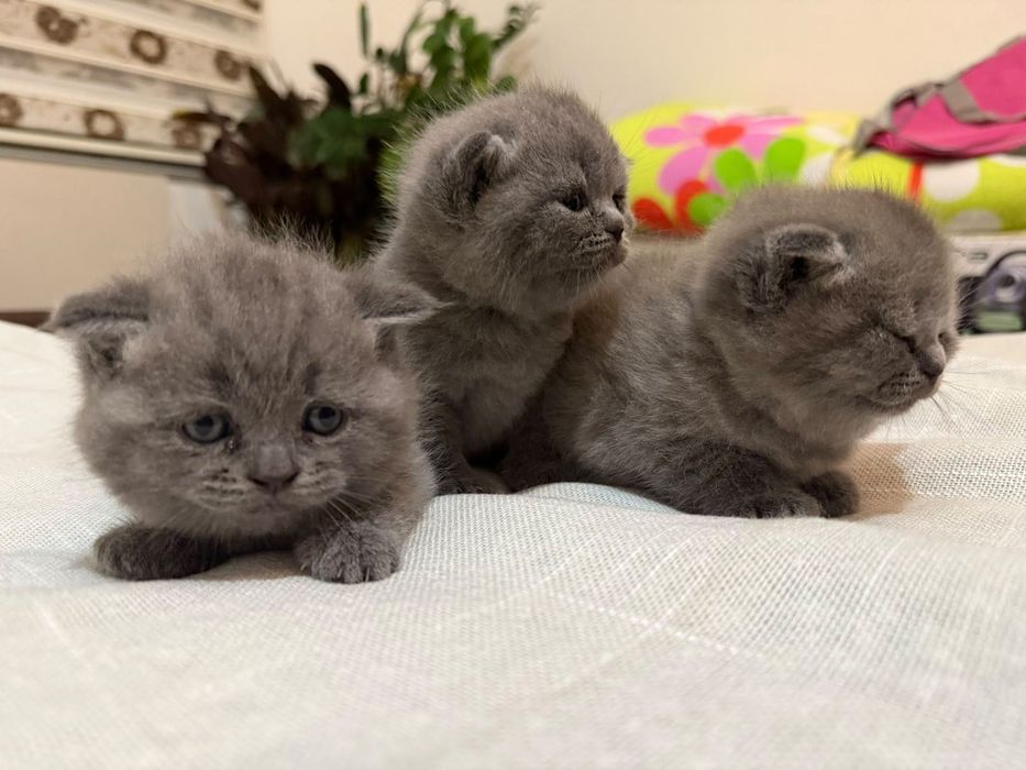 Шотландска клепоуха