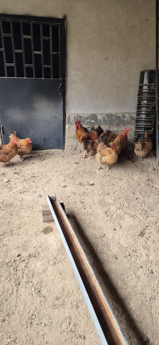 Жұмыртқа. Кучински