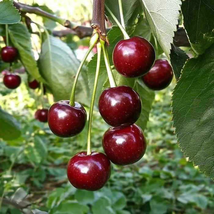 Саженцы Вишни ОКС