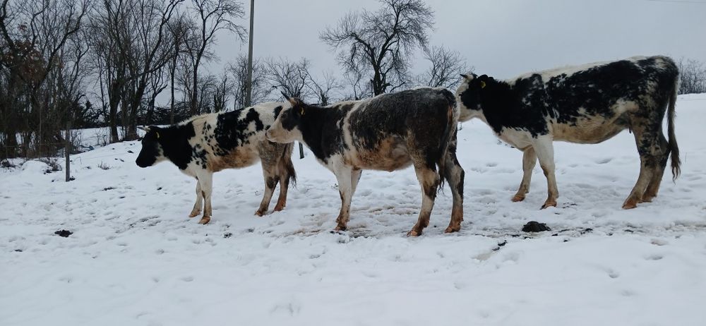 De vânzare 3juninci  belgiene