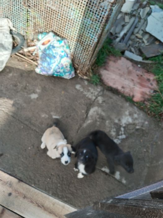 Щенки звонки в добрые руки