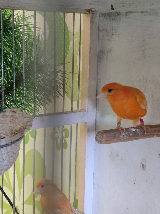 Готовая пара конарейки .