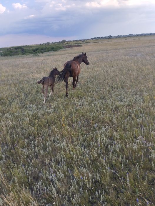 Продам кобылу с жеребенком