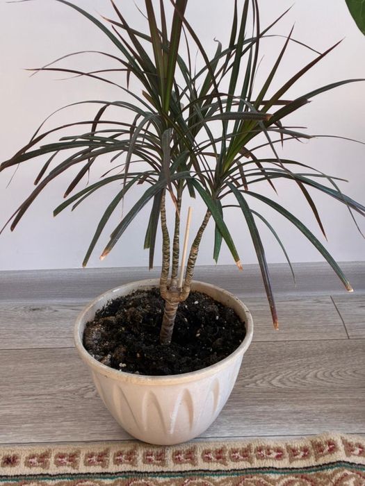 Драцена продам комнатное растение