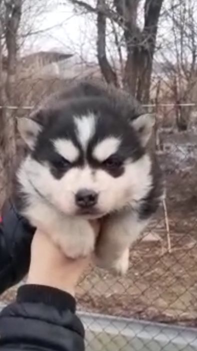 Красотка хаски с голубыми глазками