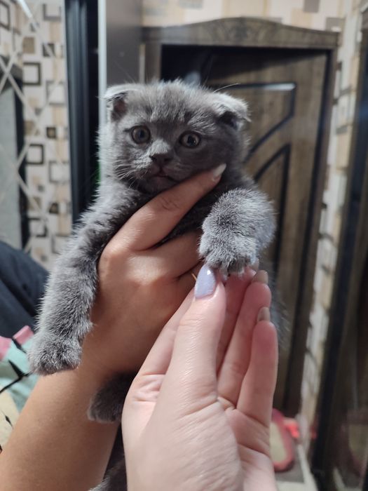 Продаётся котенок девочка