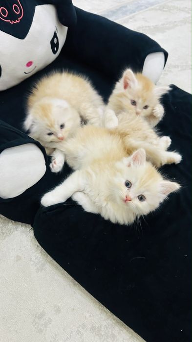 котята рыжие мальчики