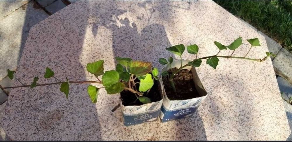 Iedera hedera helix producator