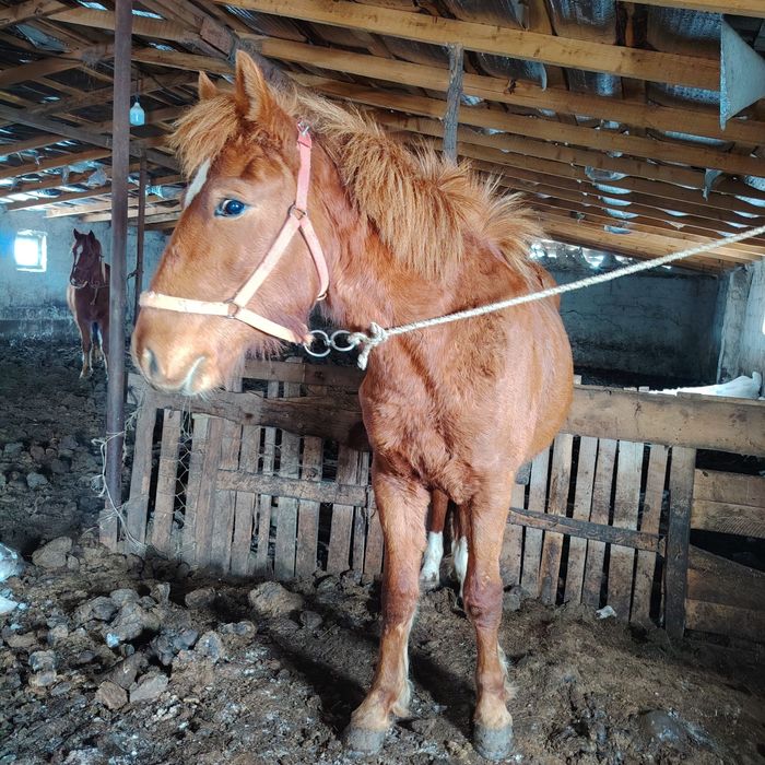 Тай кунан ат жылкы