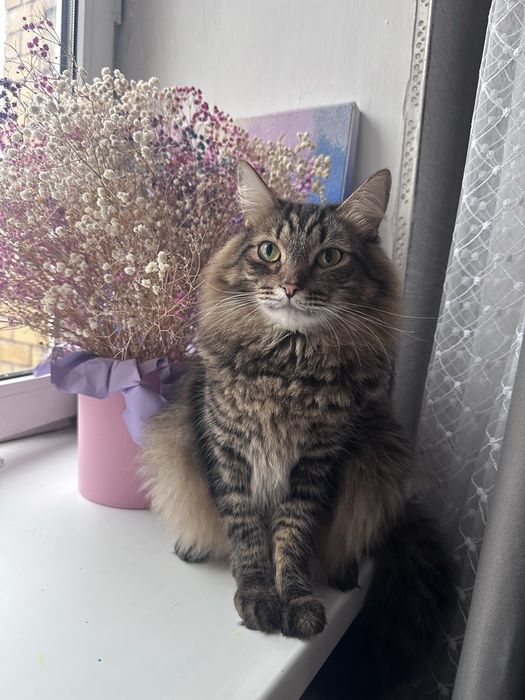 Передержка кошек и собак