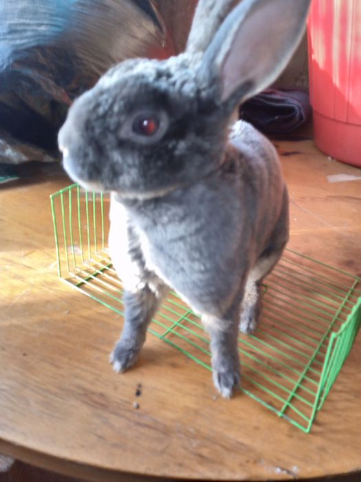 Продадим кролика