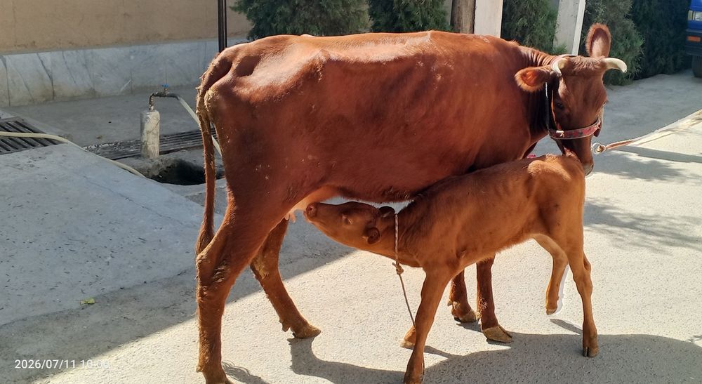 Ona bola sigir sotiladi
