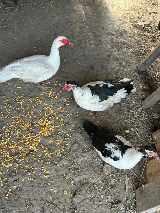 Vând rațe mute Salaj