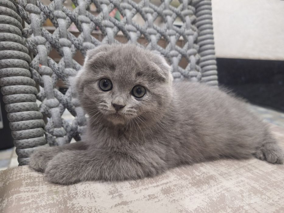 Продаются срочно милые  чистокровные котята