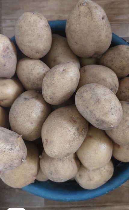 Продам дачный картофель