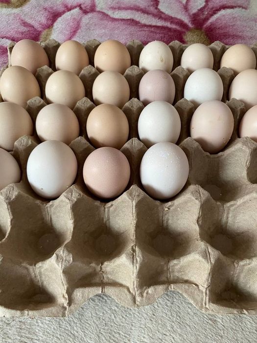 Адлерский Серебристый