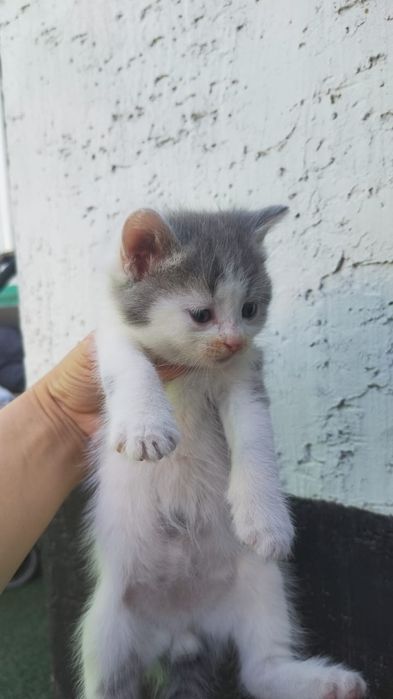 4 котят 1,5 месяца