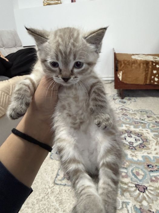 Котята ищут любящую семью