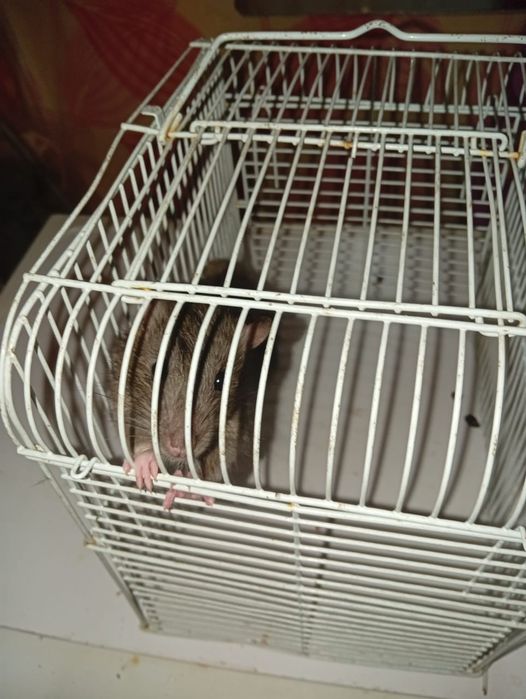 Отдам даром крысенка