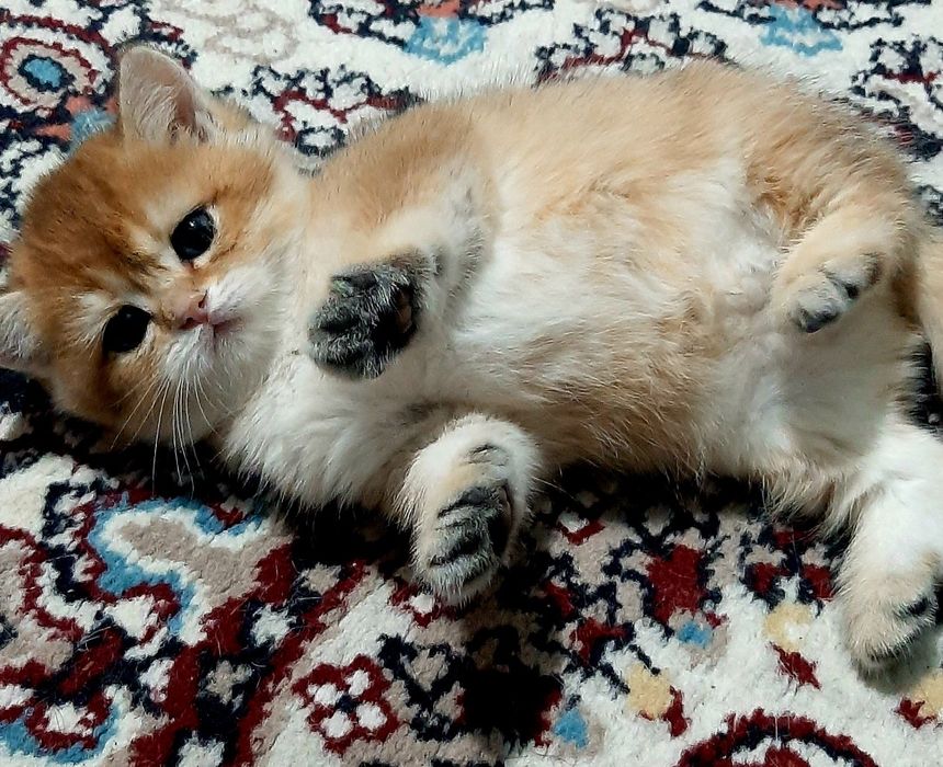 девочка золотая шиншилла bri ny11