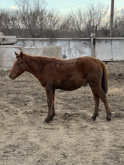 Согым откормленых лощадей