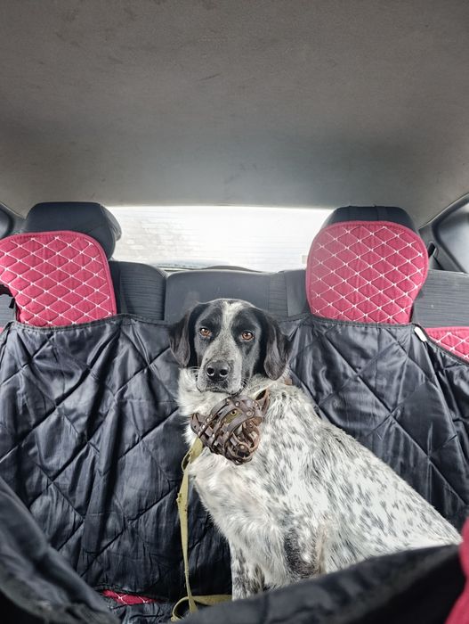 Собака в добрые руки, мальчик