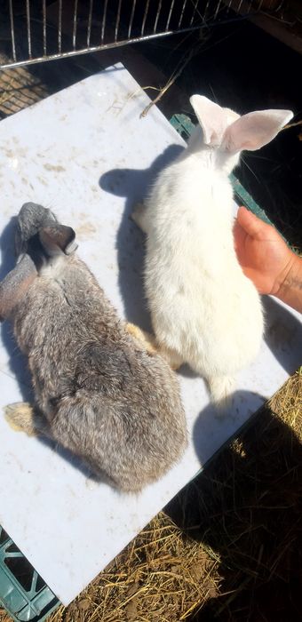 Vand iepuri de casă, crescuți în ograda proprie,au  vârsta  3 luni !
