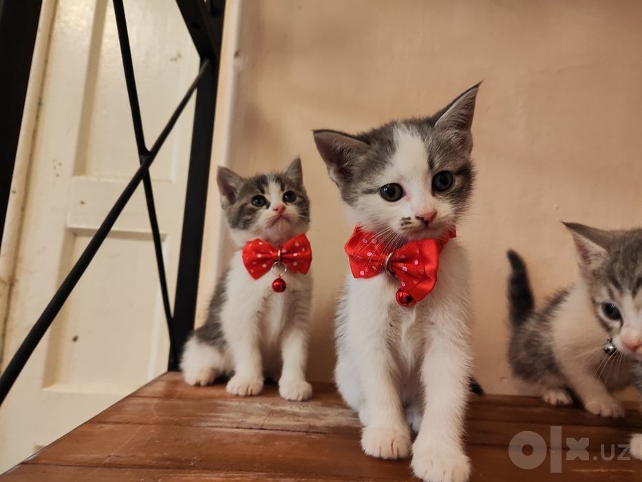 Котята (мама Скоттиш страйт папа уличный кот)