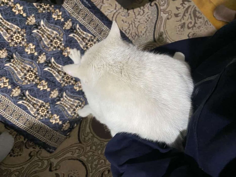 Кошка пародистая