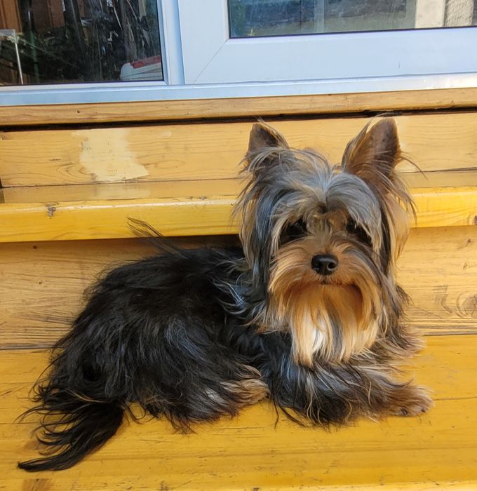 Будулай, опытный, молодой жених