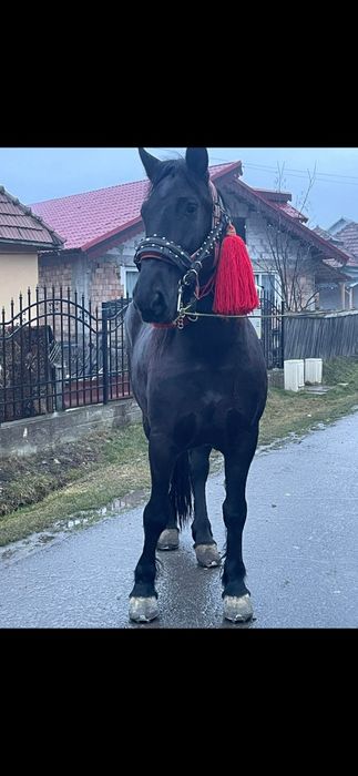 Vând sau schimb o iapă de 5 ani