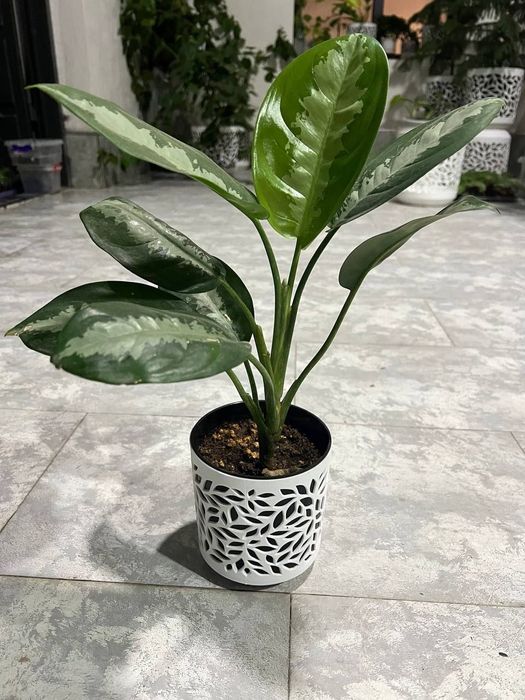 Садовые и комнатные растения