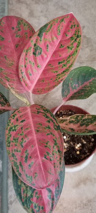 Аглаонема продам