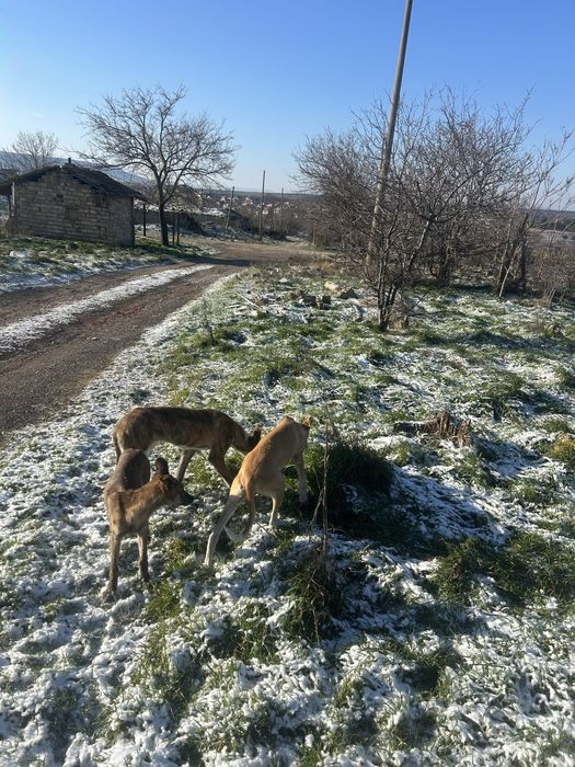 Кучета грейхаунд (хрътки)