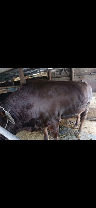 Продам коров, быков, баранов