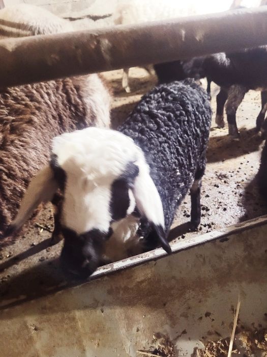 Modda barra 3 oylik sotiladi