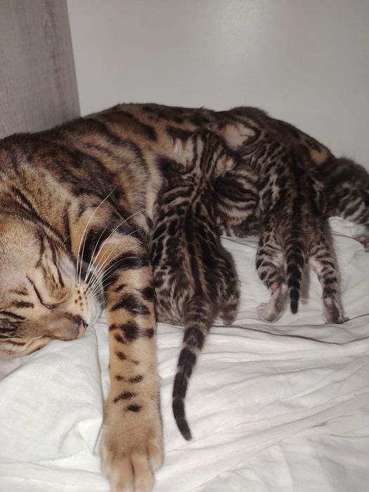 Продам котят бенгальские