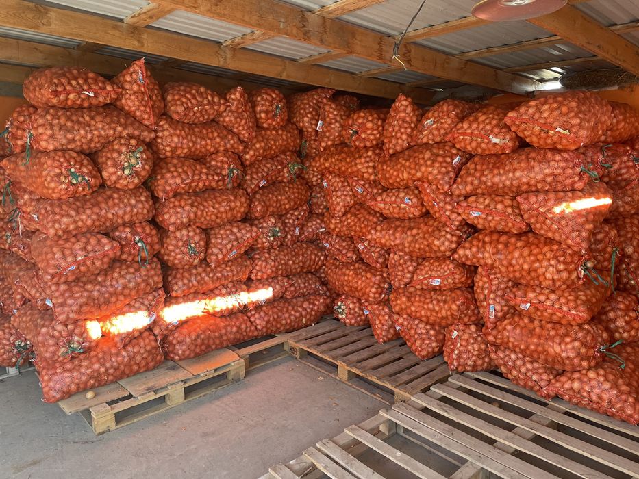 Продам лук оптом