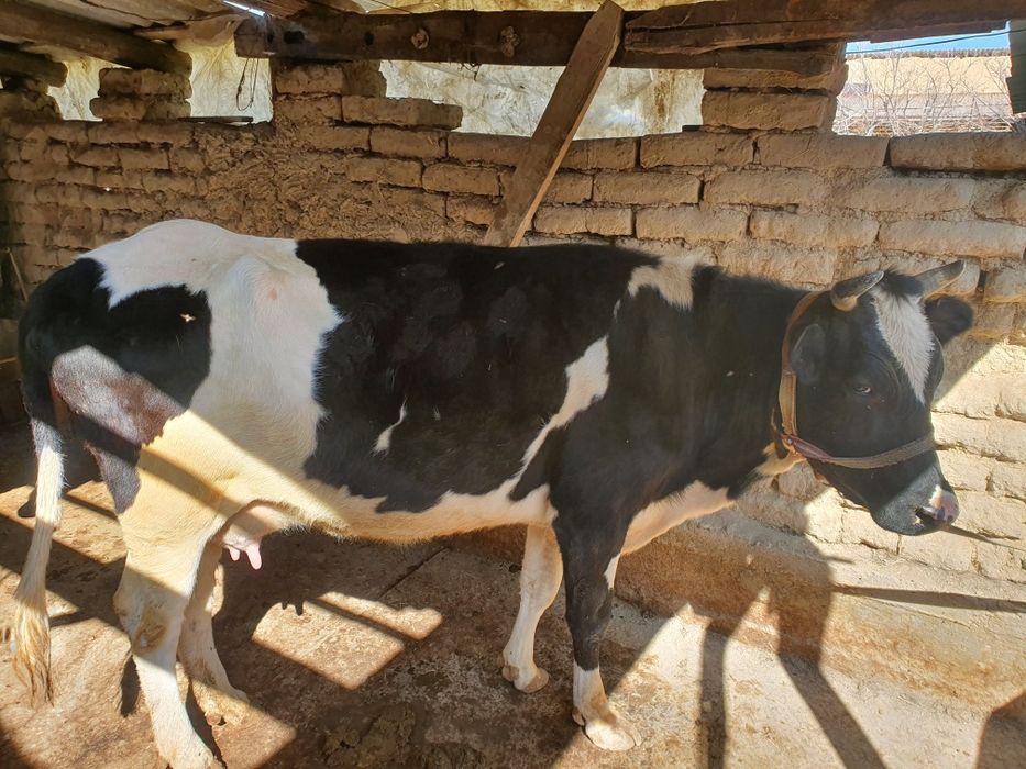 Она бола сигир сотилади