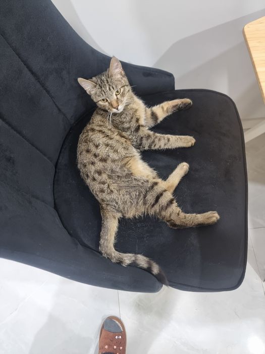 Yaxshi qo‘llarga mushukcha beraman